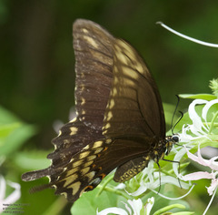 Heraclides ornythion