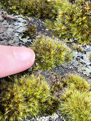 Grimmiaceae