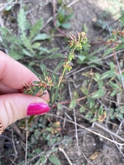 Euphorbia nutans