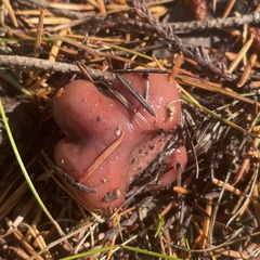 Guepinia helvelloides