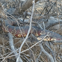 Nerodia sipedon pleuralis