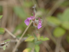 Teucrium marum