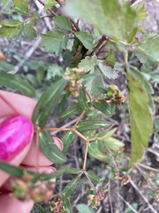 Euphorbia nutans