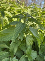 Urtica
