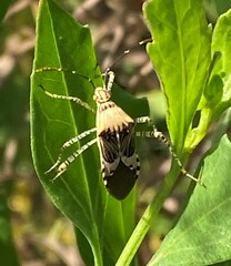 Hypselonotus punctiventris