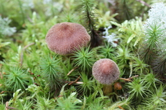 Psathyrella bipellis