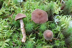 Psathyrella bipellis