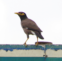 Acridotheres tristis