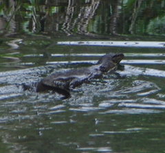 Varanus salvator macromaculatus