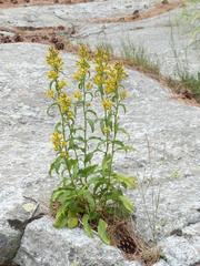 Solidago virgaurea