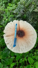 Macrolepiota colombiana