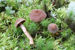 Psathyrella bipellis