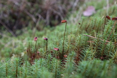 Polytrichum strictum