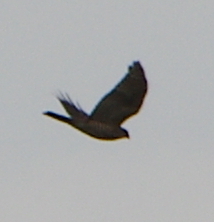 Accipiter gularis