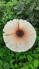 Macrolepiota colombiana