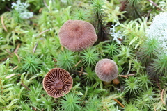 Psathyrella bipellis