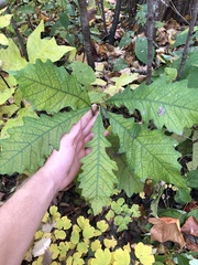 Quercus bicolor