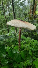 Macrolepiota colombiana