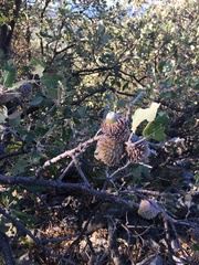 Quercus ithaburensis