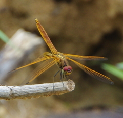 Trithemis aurora