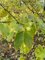 Prunus padus