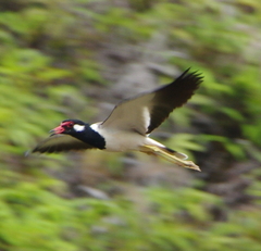 Vanellus indicus