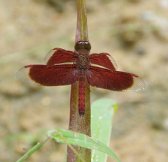 Neurothemis fluctuans