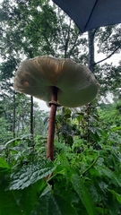 Macrolepiota colombiana