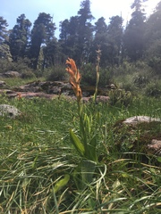 Dichromanthus aurantiacus