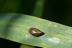 Succineidae