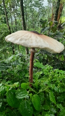 Macrolepiota colombiana