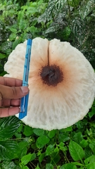 Macrolepiota colombiana
