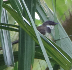 Rhipidura javanica
