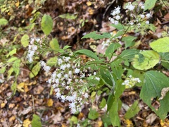 Ageratina