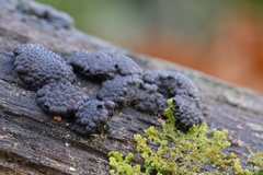 Jackrogersella multiformis