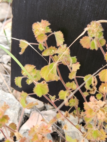 Image of Acalypha monostachya by (c) Jo Roberts, some rights reserved (CC BY)