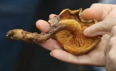 Gymnopilus luteus