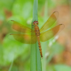Neurothemis fluctuans