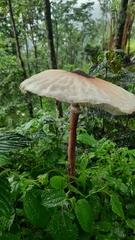 Macrolepiota colombiana