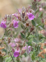 Teucrium marum