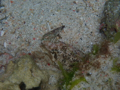 Thalamitinae