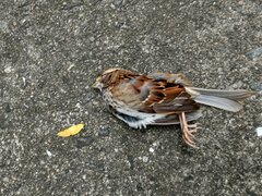 Zonotrichia albicollis