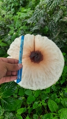 Macrolepiota colombiana