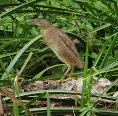 Ixobrychus sinensis