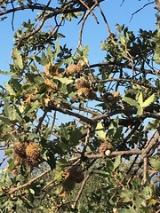 Quercus ithaburensis