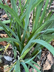 Iris pseudacorus
