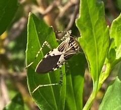 Hypselonotus punctiventris