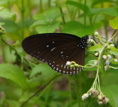 Euploea midamus