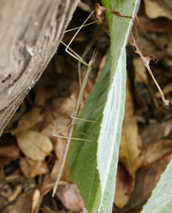 Parabacillus hesperus