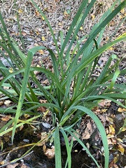 Iris pseudacorus